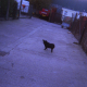 M. (Female, 11Yrs Old, Traveller Site, London), A Black Dog