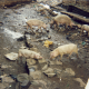 J. (Female, 12Yrs Old, Dandora Slum, Kenya), Pigs eating Dirty Things