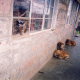 M. (Female, 12Yrs Old, Dandora Slum, Kenya), Sick and hungry dogs